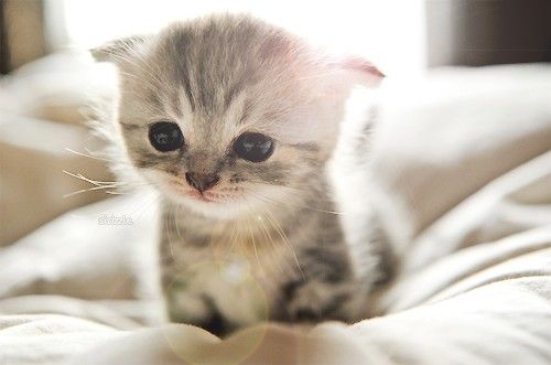 sad-kitten.jpg