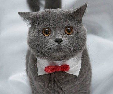 nervous-bowtie-cat