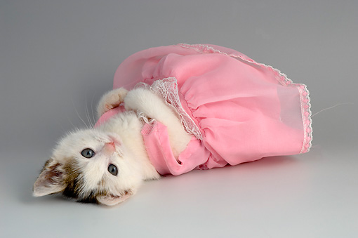 sad-cat-in-a-dress.jpeg