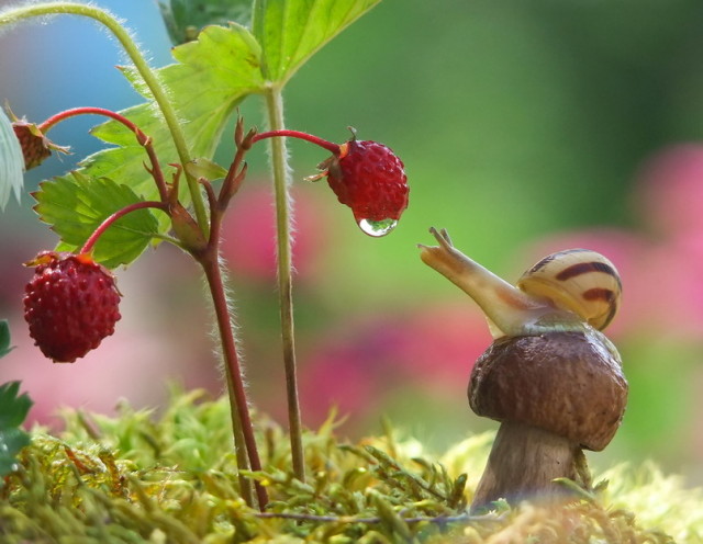 unrelated yet DEEPLY BEAUTIFUL snail imagery via Vyacheslav Mishchenko