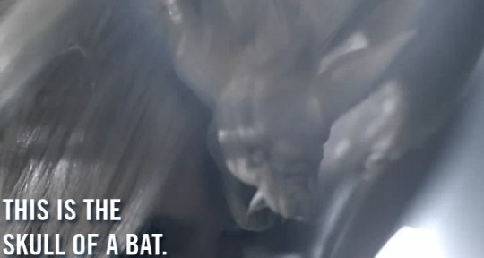 batskull batskull