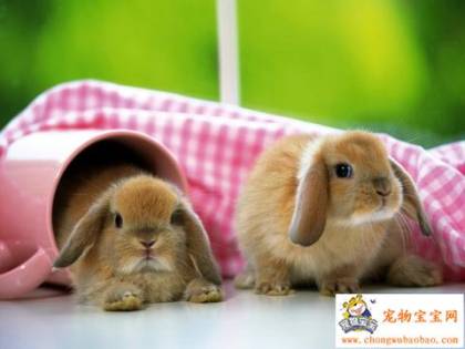 cute-little-bunnies1