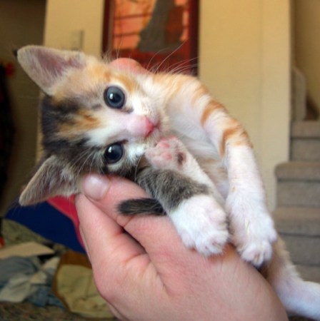 Featured image of post New Epic Jb Girls Cute Kittens Please wait for new girls