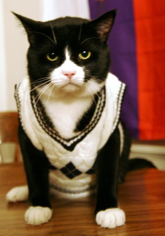 sweater cat