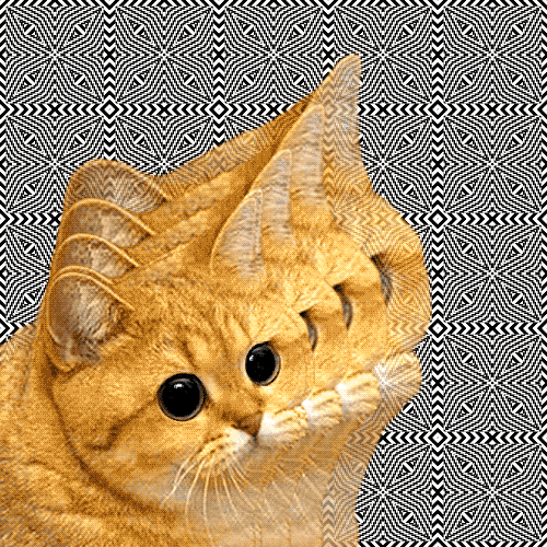 [Image: stoned-cats-gif.gif?resize=500%2C500]