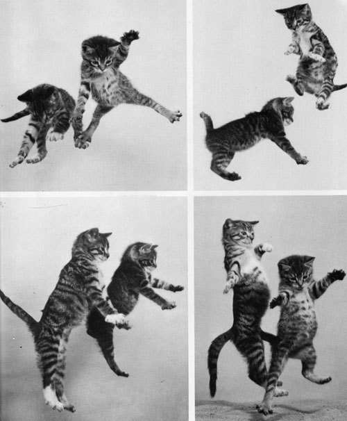 four panel kitten dance