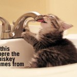 Kitten drinking theoretical whiskey out of a real faucet, captioned 'is this where the whiskey comes from'