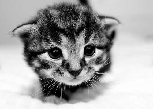 kitty