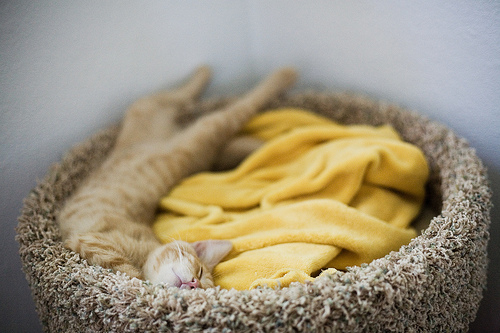 sleeping cat in bed