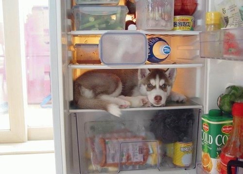 dog-in-refrigerator.jpg