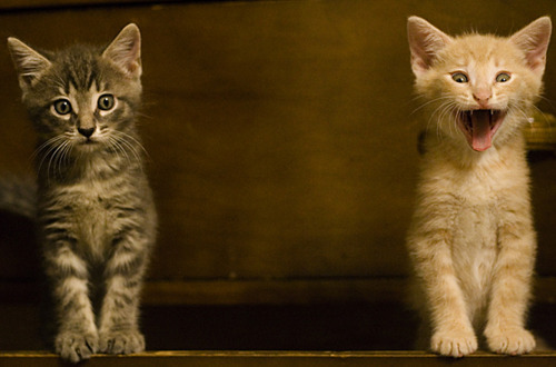 feelings cats