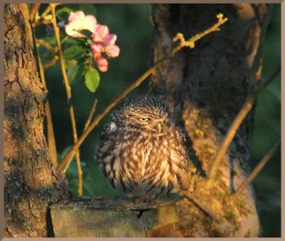hungoverowl