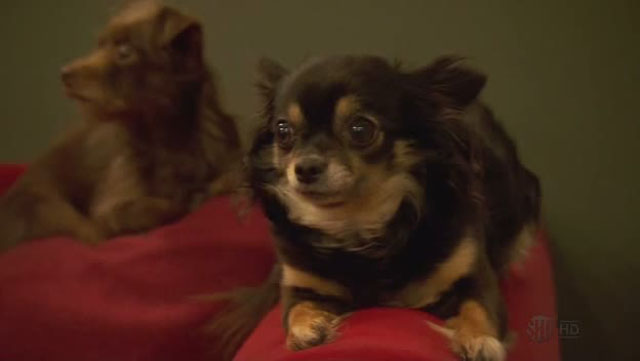 15e-the-dogs-know-something-is-up
