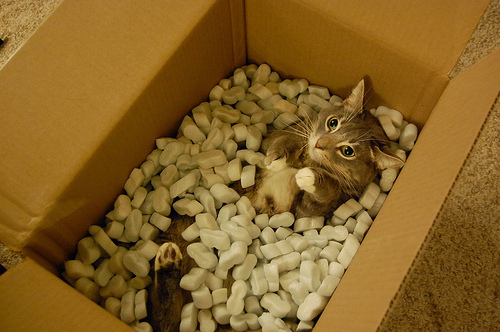 cat in a box