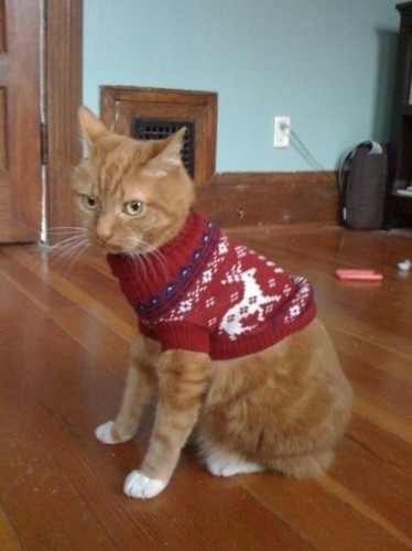 cat_ski_Sweater