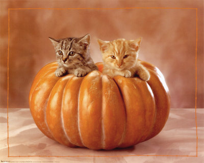 kittens in pumpkin