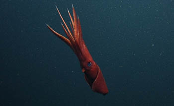 not-gay-squid-2