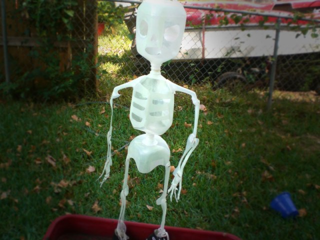 milk jug skeleton