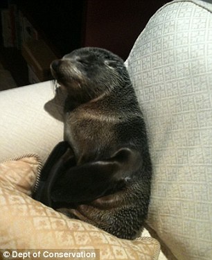 baby seal 1
