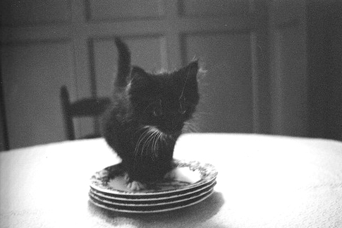 it's a kitten on a stack of plates. you can't beat that.