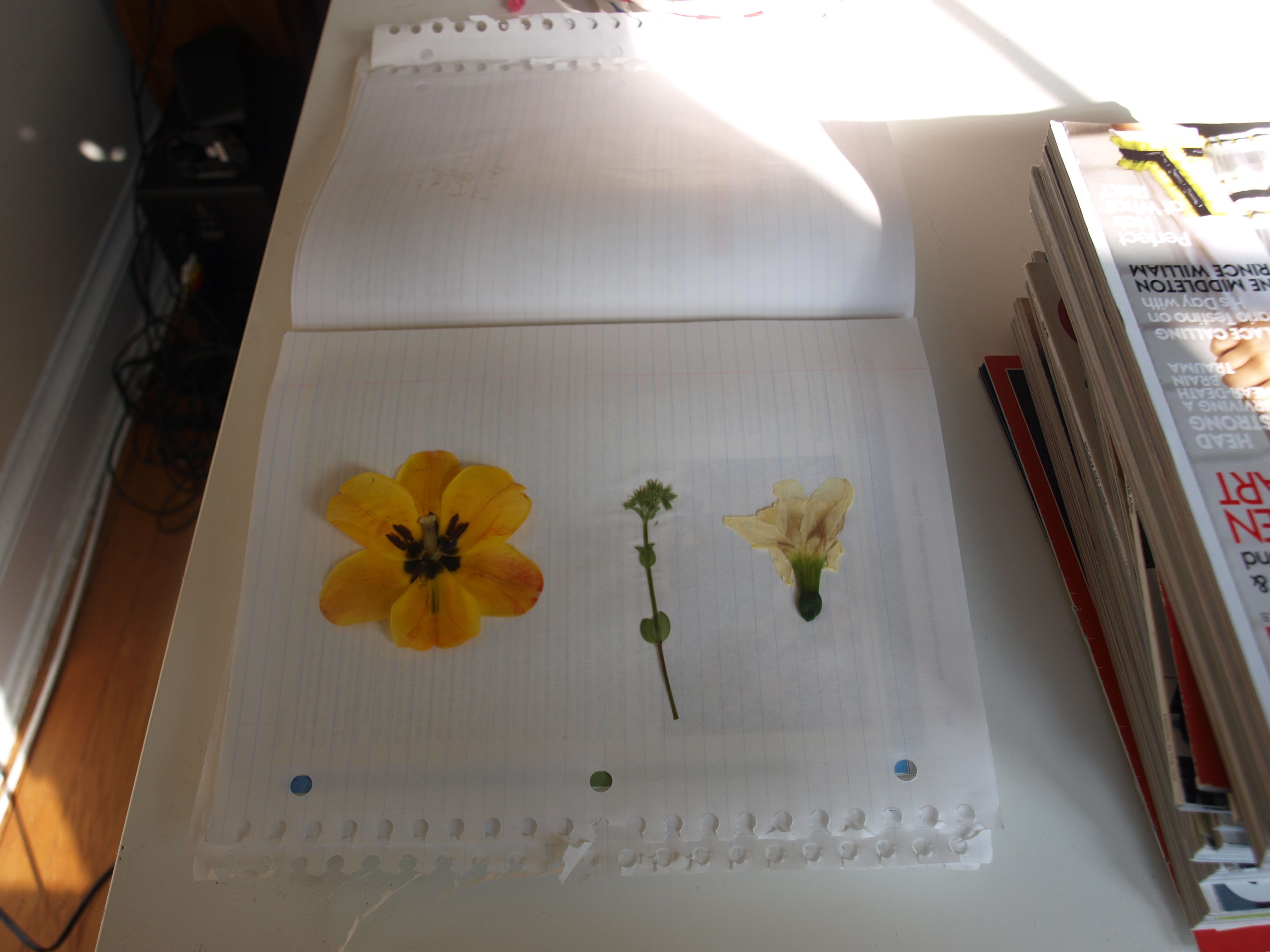 Let's Pick Flowers, Save Flowers, Make FlowerSaving Books Together