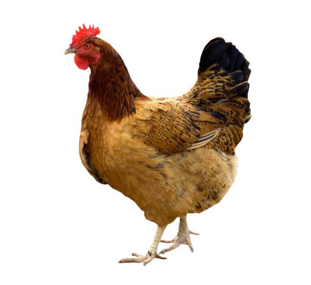 the swedish pronoun hen The ever-controversial pronoun 'hen' has won its battle and is set to officially become part of the swedish language in april 2015 the swedish academy will release its dictionary, svenska akademiens ordlista, or saol and 'hen', a pronoun with no gender, will be in it sven-göran malmgren, editor. the swedish pronoun hen The ever-controversial pronoun 'hen' has won its battle and is set to officially become part of the swedish language in april 2015 the swedish academy will release its dictionary, svenska akademiens ordlista, or saol and 'hen', a pronoun with no gender, will be in it sven-göran malmgren, editor.