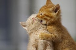 fighting-kittens