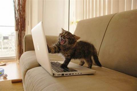 Rage Kitten