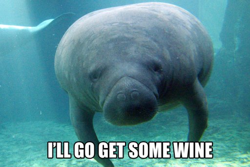 manatee13