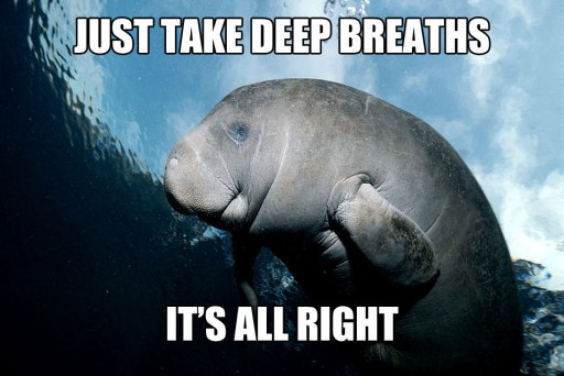manatee2