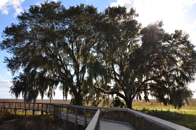 PaynesPrairie_Gainesville_FL