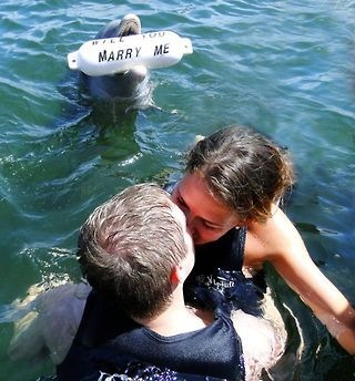 dolphin