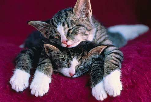 kitties