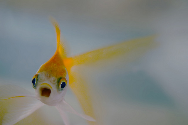 surprised fish