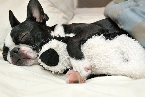 sleeping puppy