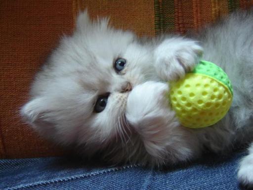 white and gray persian kitten playing