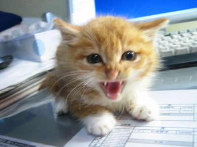 cute-little-mad-cat