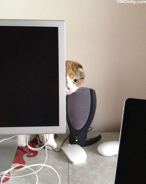 lurking