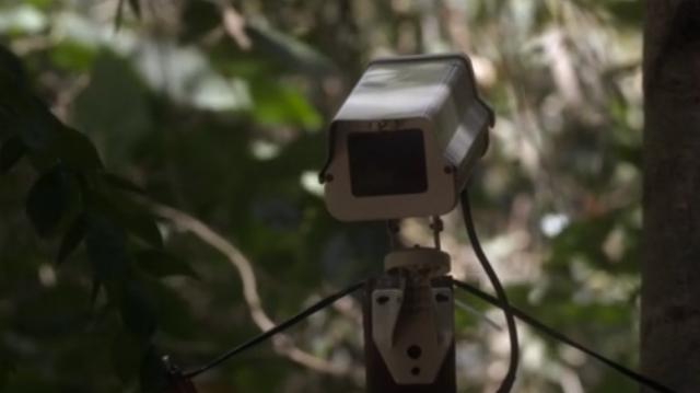 surveillance is for lovers