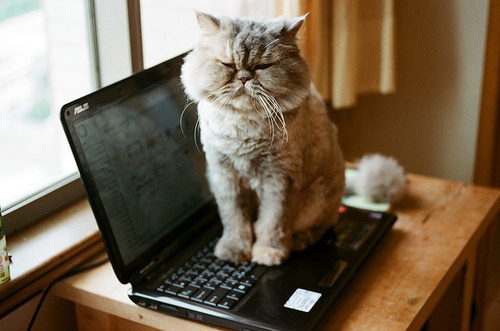 Demanding Cat