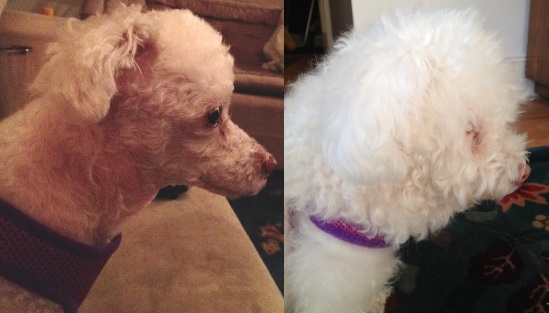 can you even believe this is the same poodle?