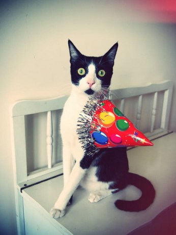 partyhatcat