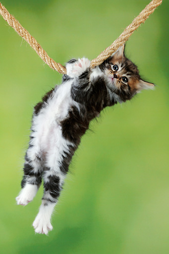 THIS WOULD BE A CATENARY IF NOT FOR THE CAT