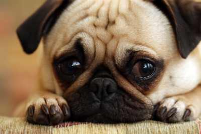Crying Sad Puppy
