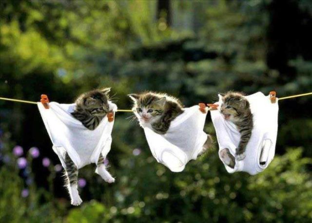 Kittens_in_pants