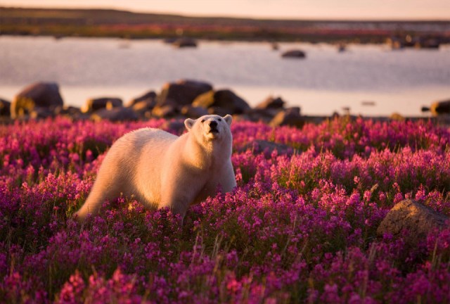 Even polar bears are happy it is Spring again!