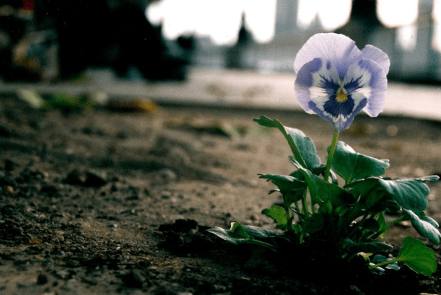 for david morley southbank london via the pansy project