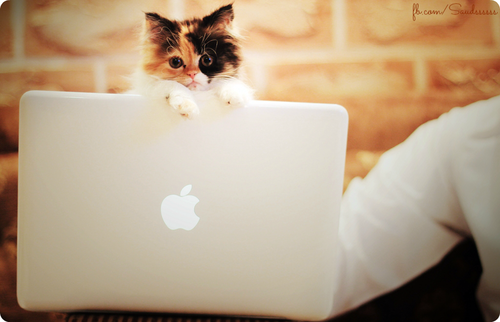 kittenlaptop