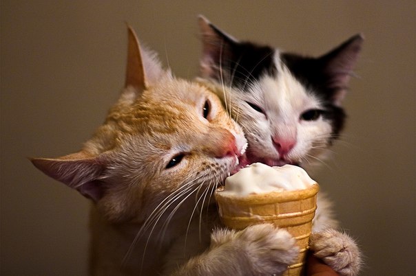ice_cream_cats.jpg