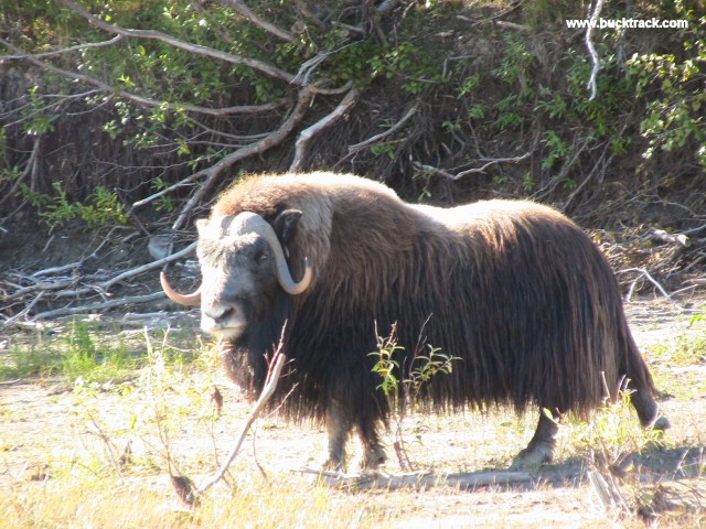 Musk_Ox_Photo